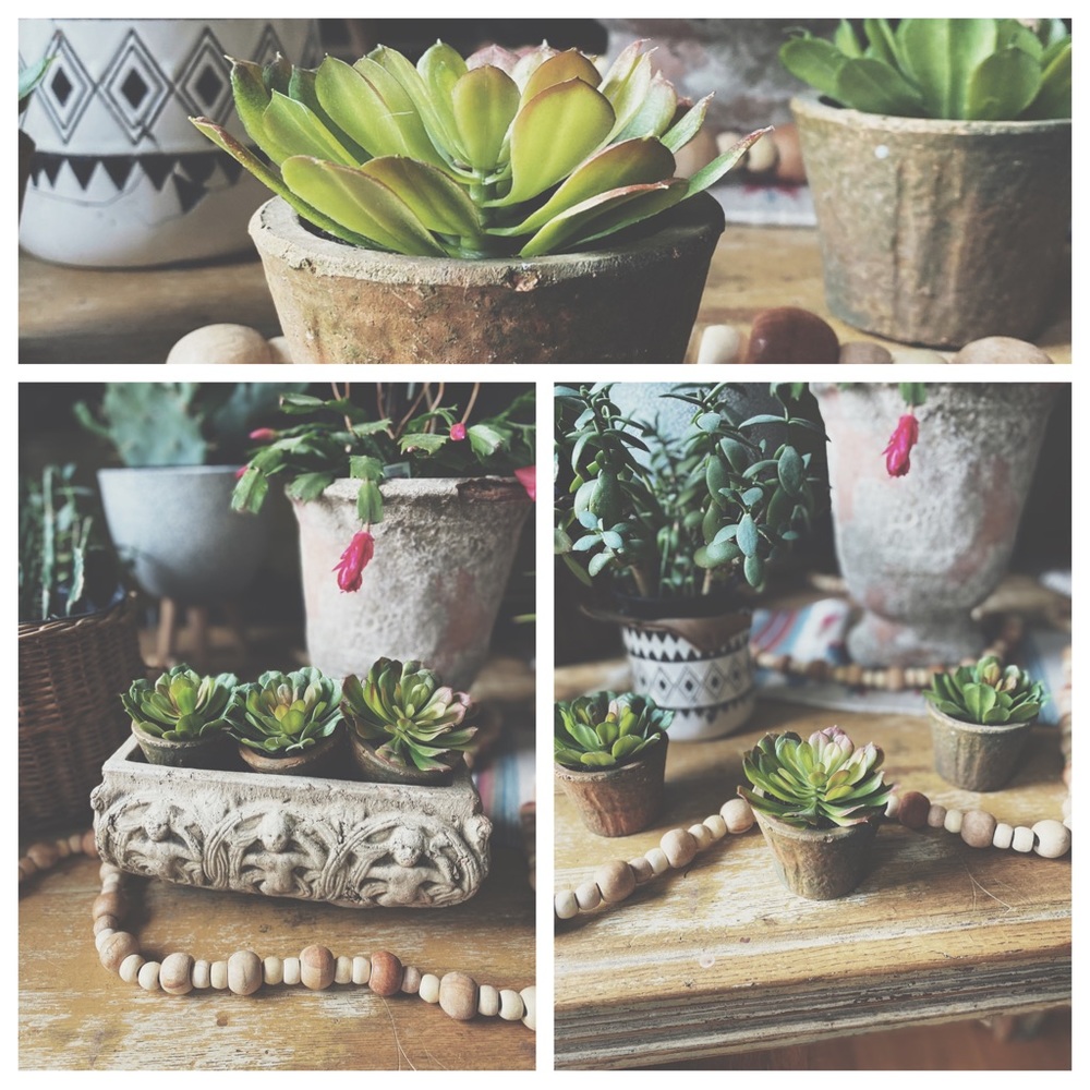 Three Potted Succulents